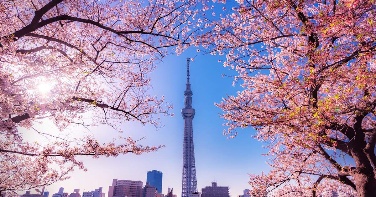 Ueno Onshi Park, Chidorigafuchi, and Meguro River Night Cherry